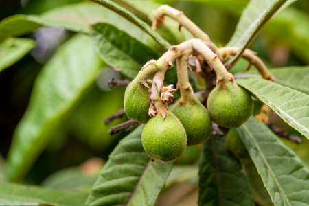 Close up photo of bunch of unripened loquat fruits on tree. Spring and summer fruits concept. High...