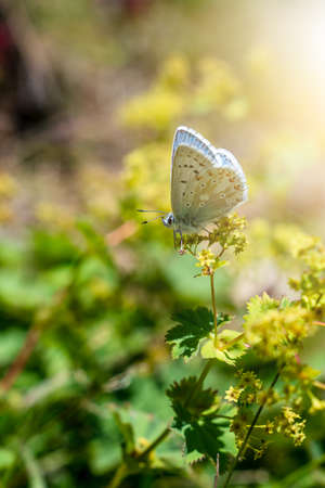 Butterfly in wild nature feeding on a green plant. Beautiful nature concept. High quality photoの写真素材