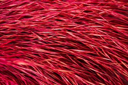Macro Photography of red colored dry straw pattern. Abstract horizontal stripes texture background....