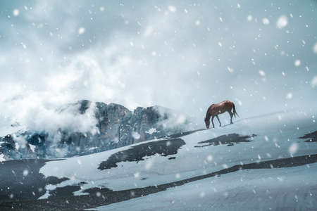 A single horse is grazing in wild nature. A beautiful horse in mountains in cold winter. High quality photoの写真素材