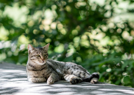 An adorable domestic cat is geting rest with blur foliage background. High quality photo