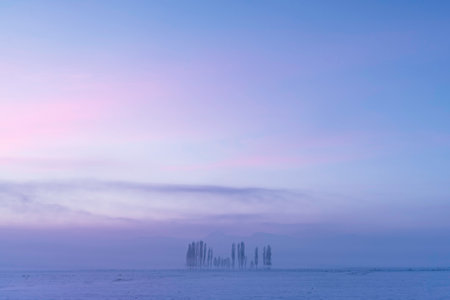 Beautiful winter landscape tall trees on snow cowered ground with sunset colored skyの写真素材