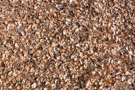 Autumn background with dry orange leaves. High quality photo