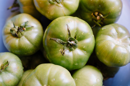 Woman is holding heap of unripe, delicious and green tomatoes in a bowl. High quality photoの写真素材
