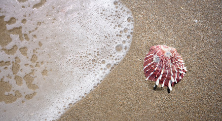 Close-up rare seashell called Spondylus Variegatus on the beach. High quality photo