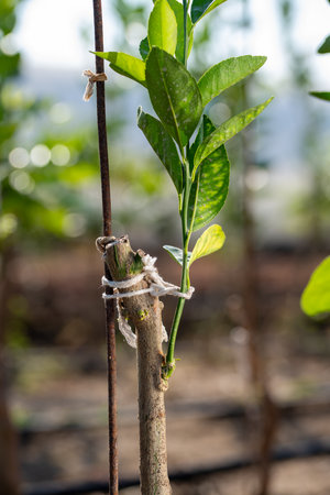 Grafted brunch and green leaves of fruit tree. High quality photo