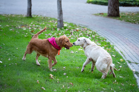 Dogs play together in a grassy field. High quality photoの写真素材
