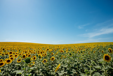 Landscape of sunflower field with blue cloudy sky. . High quality photo