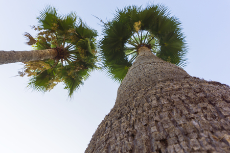 Tropical exotic palm trees and blue clean sky from bottom view on a sunny summer spring day with large green leaves natural outdoor background imageの写真素材
