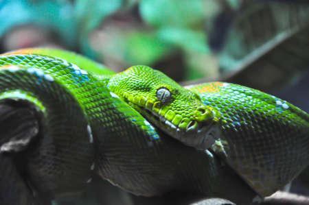 Green Snake
