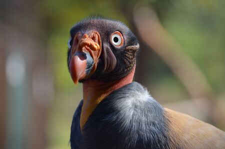 King Vulture close up