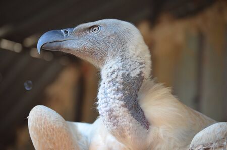 Vultureの写真素材