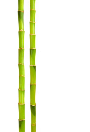 Bamboo isolated on whiteの写真素材
