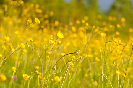 Spring flowers background 