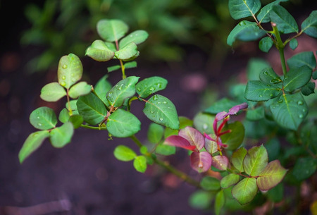 Garden after rain. Apple, apples, plums, tomatoes, grapes, strawberries. How to grow garden plants in summer.の写真素材