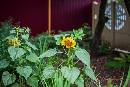 The flowering green of the garden after the rain in the summer. Potted plants on the street.の写真素材