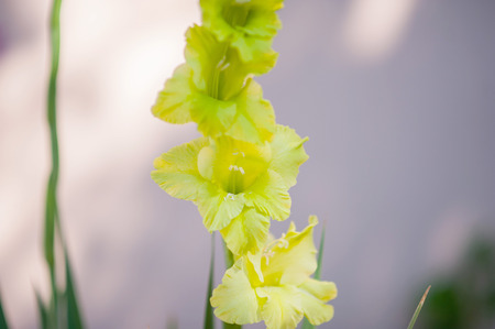 The flowering green of the garden after the rain in the summer. Potted plants on the street.の写真素材