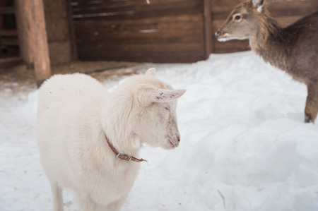 A white goat on the snow stands in the afternoon. A white goat in winter is fed, she stands and screams, just looksの写真素材