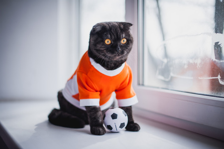 British short-haired cat in clothes. Cat soccer player. A beautiful home cat sits on a windowsillの写真素材