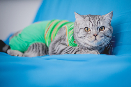 British short-haired cat in clothes. Cat soccer player. A beautiful home cat sits on a windowsillの写真素材