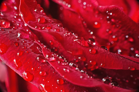 Red rose with dew drops as a background. Red rose macroの写真素材