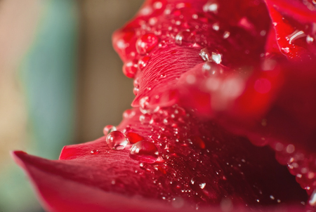 Red rose with dew drops as a background. Red rose macroの写真素材
