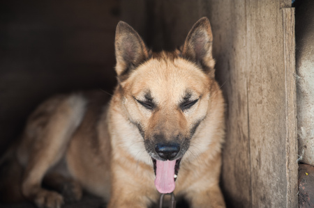 Portrait of a beautiful sheepdog. The red-haired dog on the chain in the booth looks into the...