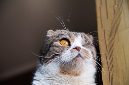 Portrait of a beautiful pet. The British shorthair cat sits near the window sill and looks sadly out...