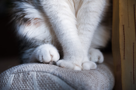 Portrait of a beautiful pet. The British shorthair cat sits near the window sill and looks sadly out the window. Muzzle close-up. Place for your text.の写真素材