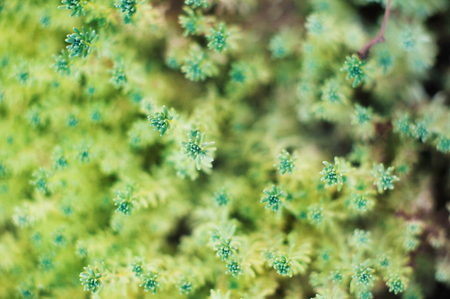 Texture of grass. Spring plant that spreads on the ground. Beautiful background of greeneryの写真素材