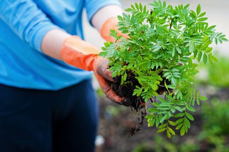 Planting seedlings in the open ground in early spring. A woman farmer is holding seedlings in her hands, bothering the ground, planting flowers and vegetables in the garden. Close up of farming, gardeningの写真素材