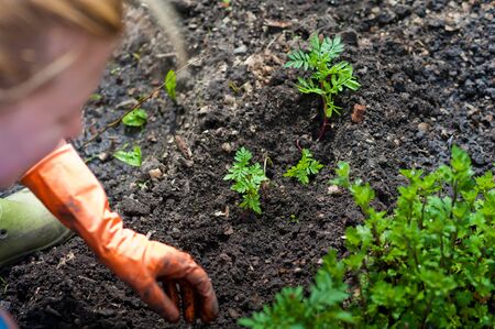 Planting seedlings in the open ground in early spring. A woman farmer is holding seedlings in her...