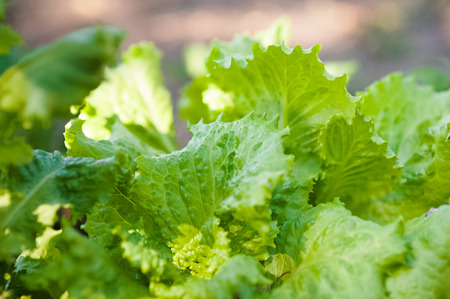 How to grow lettuce leaves in summer. Seedlings of lettuce, horticulture, farming. Natural textural floral background and space for your text.の写真素材