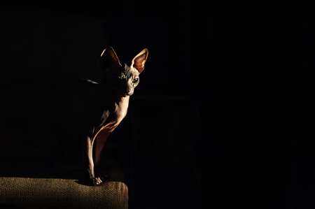 A beautiful portrait of a fabulous alien cat. Silhouettes the gray cat of the Sphinx in a dark low key. Background and space for your text.の写真素材