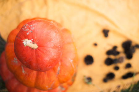 Pumpkins stand with yellow grass and green grass. Carved pumpkin on Halloween. Natural texture of pumpkins. Autumn harvest of pumpkins. Place and background for tの写真素材