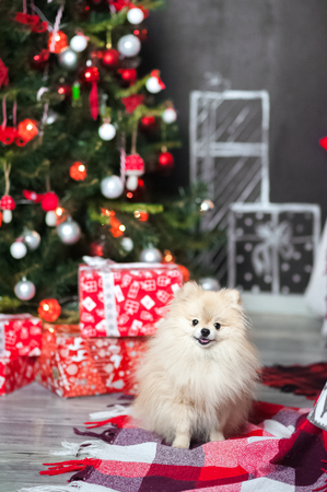 A small dog of the spitz for the New Year on the background of a decorated Christmas tree. Spitz close-up on Christmas in giftsの写真素材