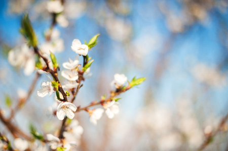 Spring photo of a blossoming tree close-up and space for text. Natural texture of a flowering tree.の写真素材