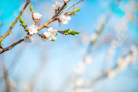 Spring photo of a blossoming tree close-up and space for text. Natural texture of a flowering tree.の写真素材