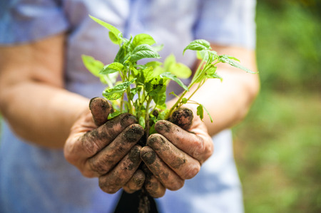 Planting cucumbers and tomatoes in open ground. Hands in the ground keep the seedlings close up and...