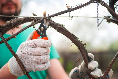 A man cuts grapes close-up. Gardener and pruner for pruning grapes. Autumn and spring pruning of...