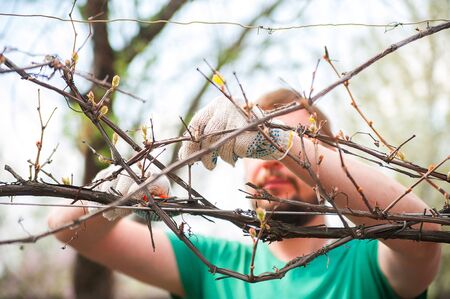A man cuts grapes close-up. Gardener and pruner for pruning grapes. Autumn and spring pruning of grapes close-up and copy space.の写真素材