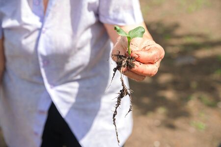 Seedlings in wrinkled hands. Small plant sprouts close up and copy space. The concept of spring planting.の写真素材