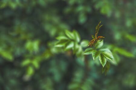 Natural texture of plants close-up. Ecology concept, recycling and copy space. Natural texture of...