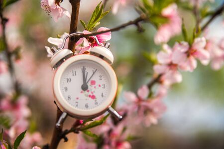 The concept of the beginning of spring. Alarm clock on a flowering branch close-up and copy space....