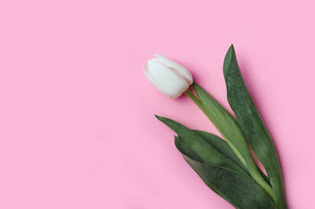 Spring background card white tulips in pastel pink background close-up. Fresh flowers for horizontal flower poster, wallpaper or postcard. Easter banner, greeting card. Copy spaceの写真素材