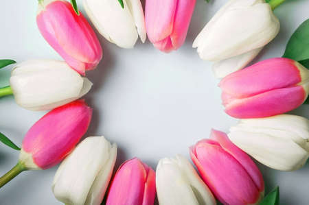 Pink and white tulips on blue background and copy space. Congratulations with flowers with empty space.の写真素材