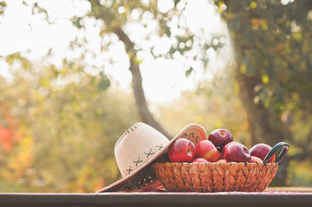 Basket with harvest of ripe red apples and farm hat on table. Autumn background with wooden textured table.の写真素材
