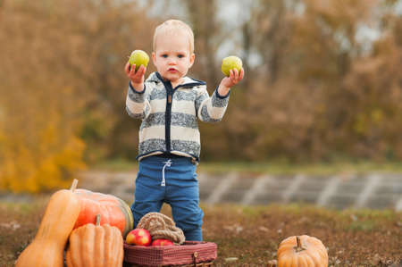 Handsome blonde toddler and pumpkin and apple harvest machine in orchard. The child eats apples in nature.の写真素材