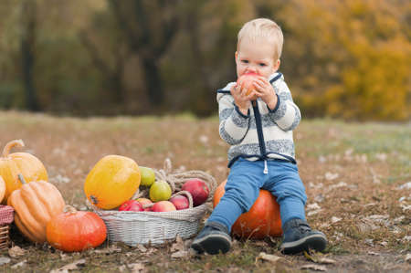 Handsome blonde toddler and pumpkin and apple harvest in orchard. The child eats apples in nature.の写真素材