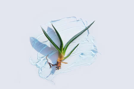 Many slices of aloe vera in texture of a cosmetic serum, gel close-up.の写真素材